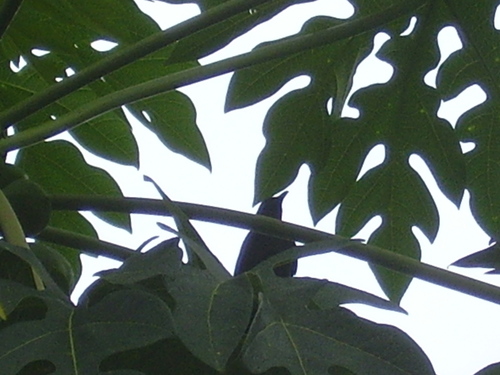 Chestnut-winged Starling (Onychognathus fulgidus), photo 8