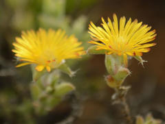 Trichodiadema aureum