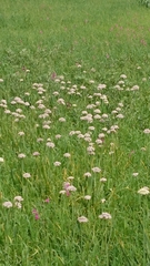 Allium nigrum
