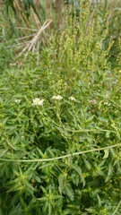 Calepina irregularis