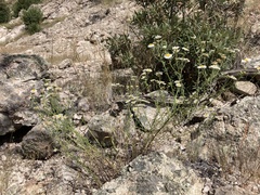 Erigeron neomexicanus