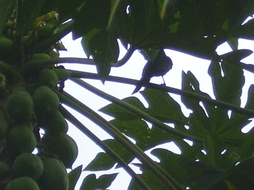 Chestnut-winged Starling (Onychognathus fulgidus), photo 10