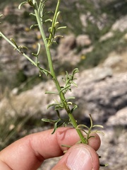Erigeron neomexicanus