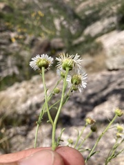Erigeron neomexicanus