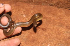 Lamprophis fuscus