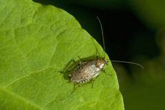 Ectobius vittiventris