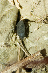 Aellopus atratus