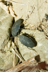 Aellopus atratus