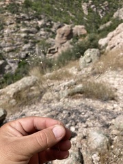 Drymaria leptophylla