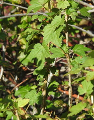 Ribes hudsonianum