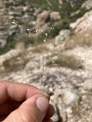 Drymaria leptophylla