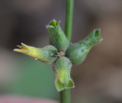 Dasineura meibomiae