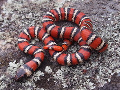 Lampropeltis zonata
