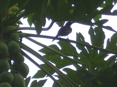 Onychognathus fulgidus