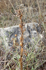 Orchis anthropophora