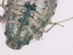 Sciocoris sideritidis