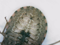 Sciocoris sideritidis