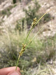 Cyperus sphaerolepis