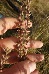 Veronica linariifolia