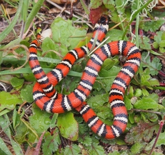 Lampropeltis zonata