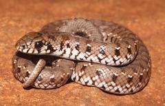 Mole Snake photo 1