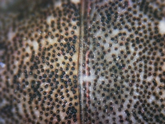 Sciocoris sideritidis