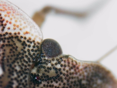 Sciocoris sideritidis