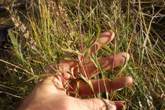 Veronica linariifolia