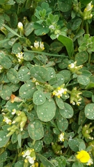 Tripodion tetraphyllum