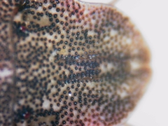 Sciocoris sideritidis