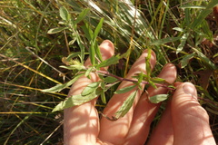 Veronica linariifolia