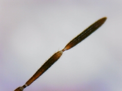 Sciocoris sideritidis