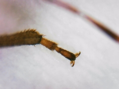 Sciocoris sideritidis