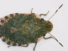 Sciocoris sideritidis
