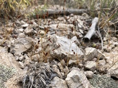 Bulbostylis capillaris