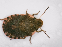 Sciocoris sideritidis