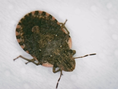 Sciocoris sideritidis