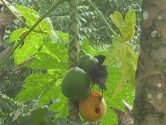 Turdus olivaceofuscus