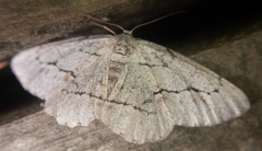 Stenoporpia pulmonaria