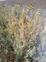 Grubbia tomentosa