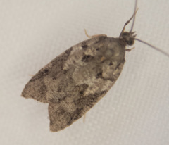 Acleris gloveranus