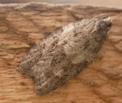 Acleris gloveranus