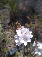 Ixia flexuosa