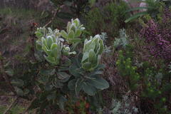 Protea subvestita