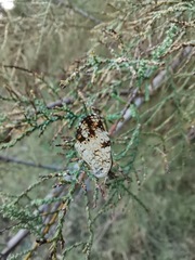 Phyciodes phaon phaon
