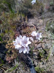 Ixia flexuosa