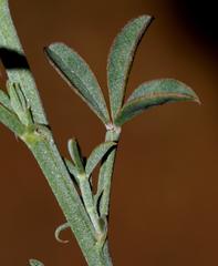 Indigofera complanata