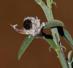 Indigofera complanata