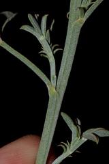 Indigofera complanata