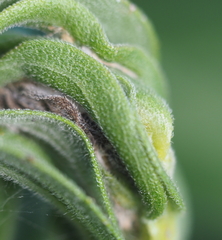 Asphondylia solidaginis